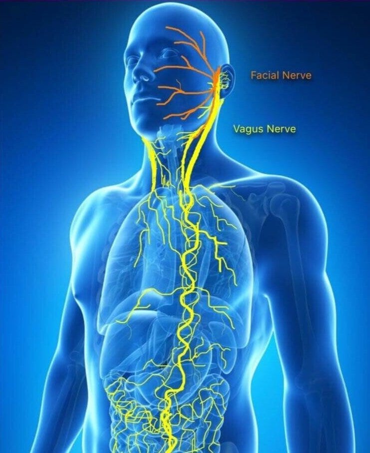 Polyvagal Theory - Vagus Nerve — Soma Meditation