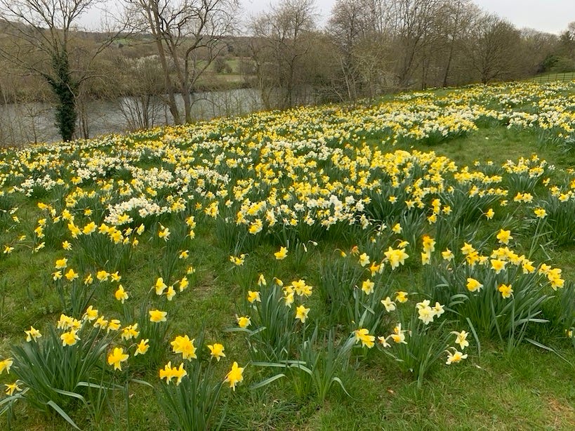 Daffodils (Narcissus pseudonarcissus)