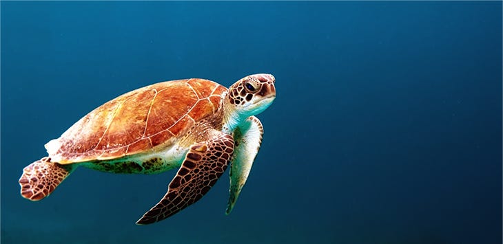 Photo of a swimming turtle.