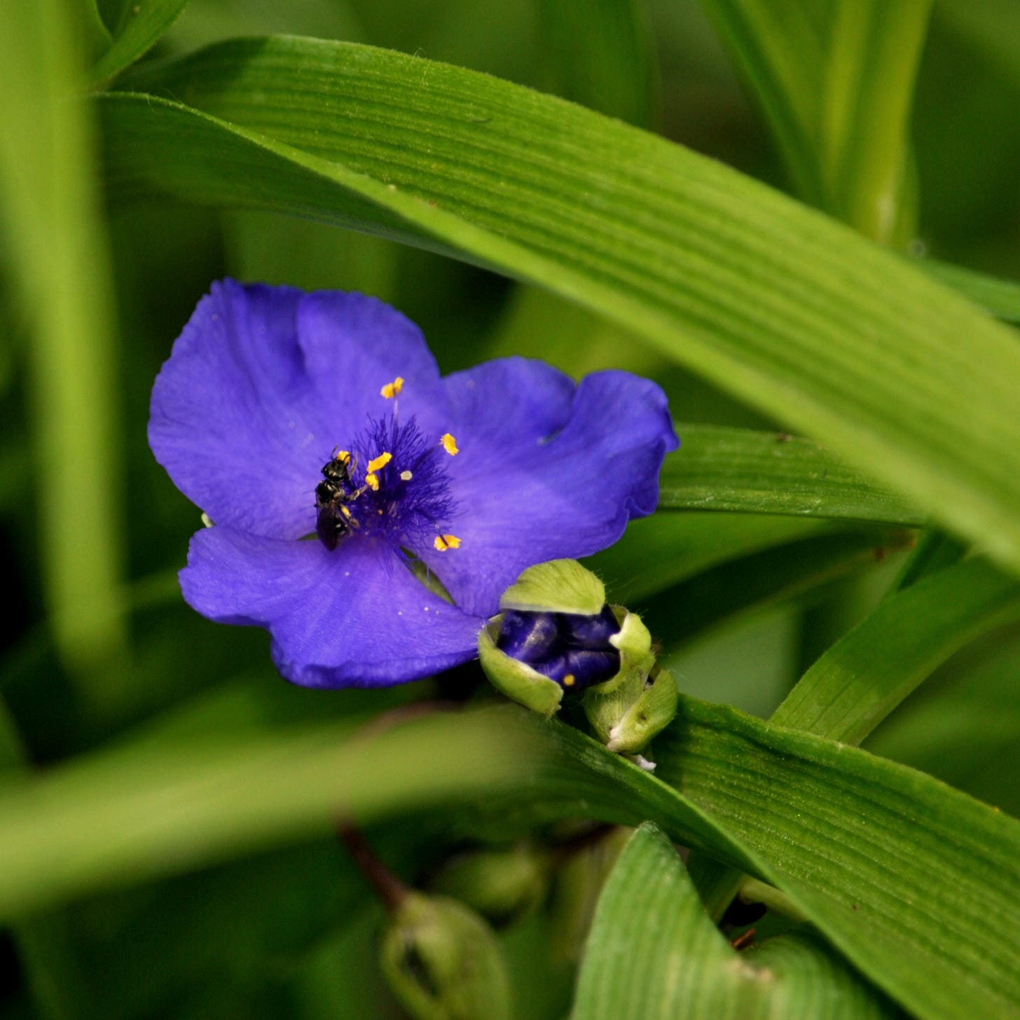 A small purple flower in bloom with a tiny bee on it and a second flower starting to open up.