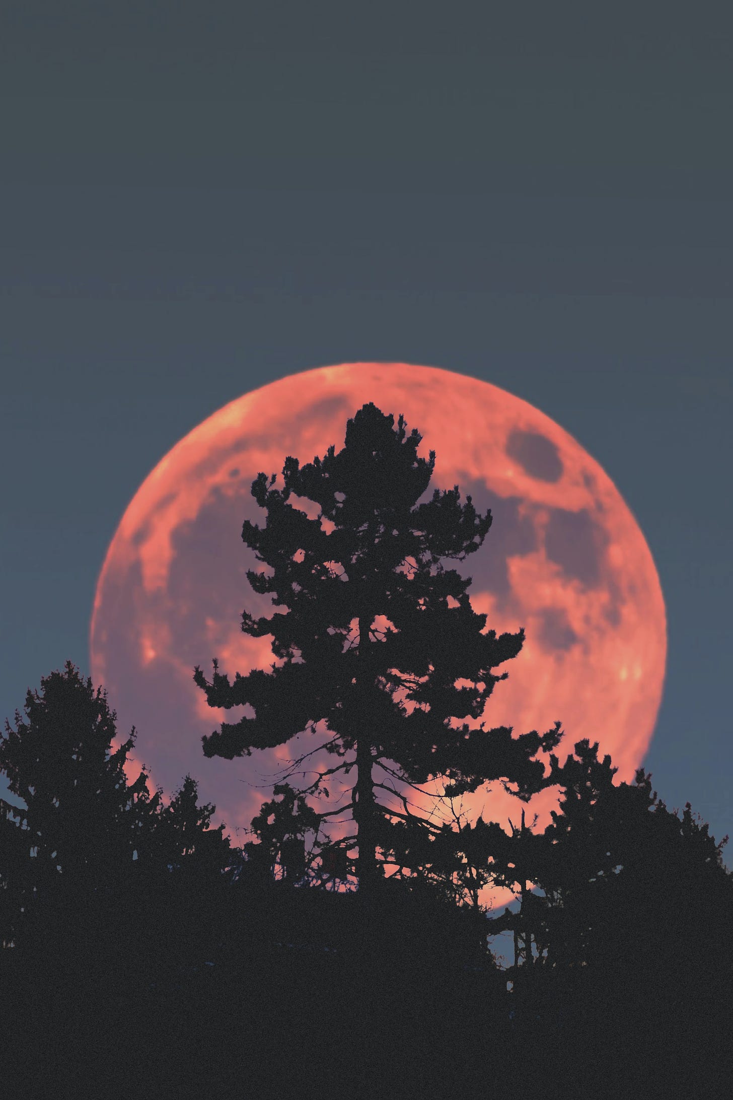 A full moon rises above a silhouetted pine tree in the night sky, accompanied by the profound words of the poem "You Want to Know, First Forget" 