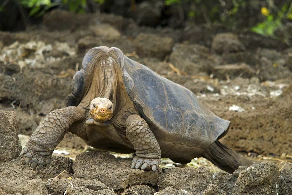 Large Pinta Island tortoise, Lonesome George, standing on rocks