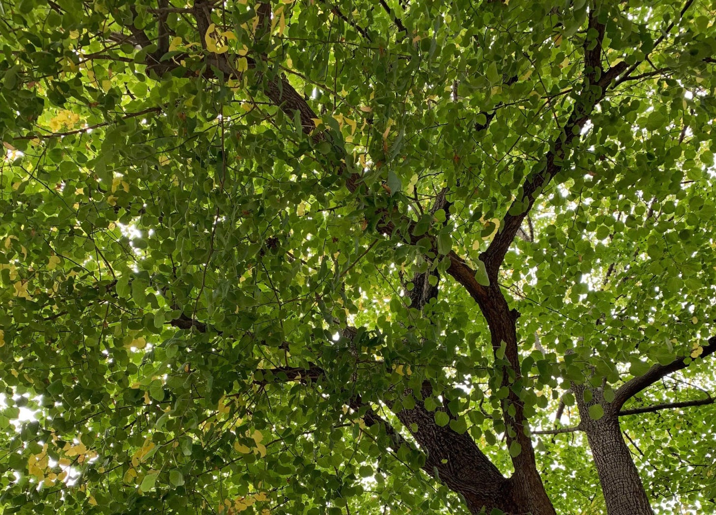 Close up of tree with green leaves.