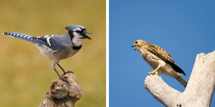 Why Do Blue Jays Mimic Hawks? - Birdwatching Buzz