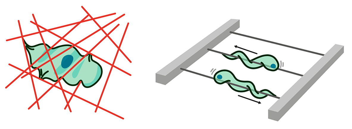Disegni di cellule che si aggrappa a fili di matrice per avanzare o che progrediscono su delle fibre