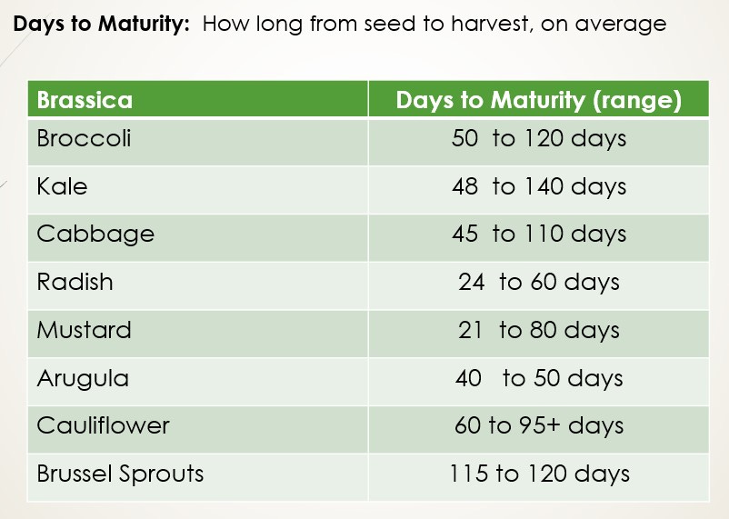 chart showing days to maturity for brassica plants