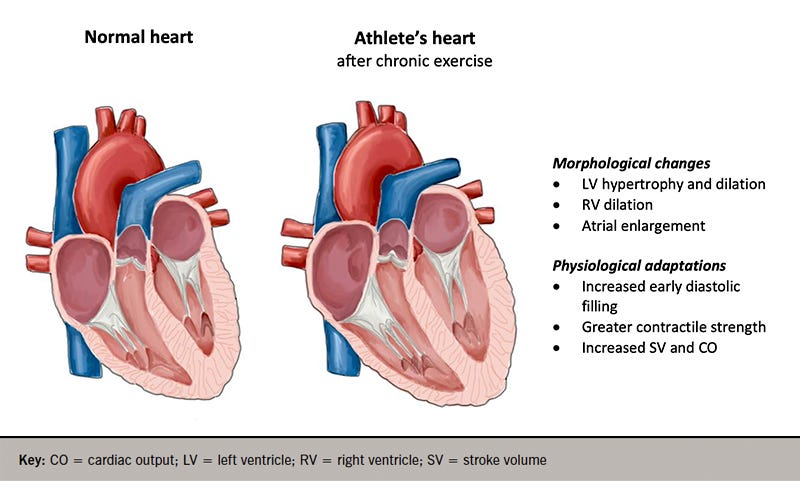 Can too much exercise be dangerous: what can we learn from the athlete's  heart?