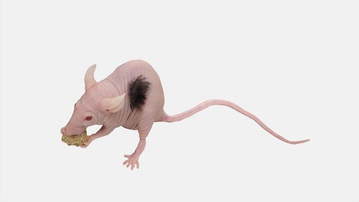 Deney kapsamında ırk olarak kel bir fare türünün belirlenen bölgesinde saç çıkarıldı.