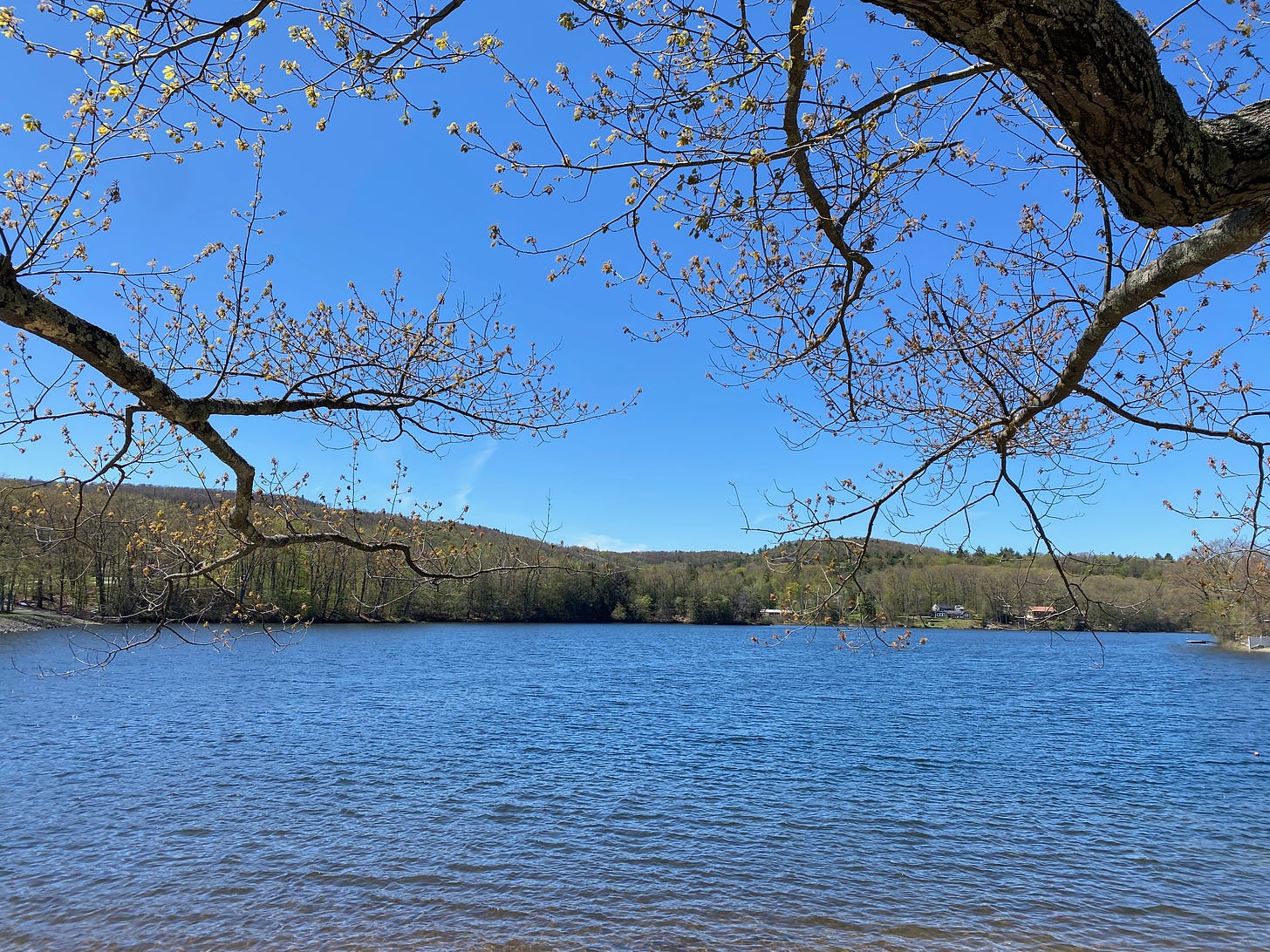 View of Ashfield Lake. The water is blue, the surrounding hills are brown, and the leaves on a large tree in the foreground are just starting to unfurl.