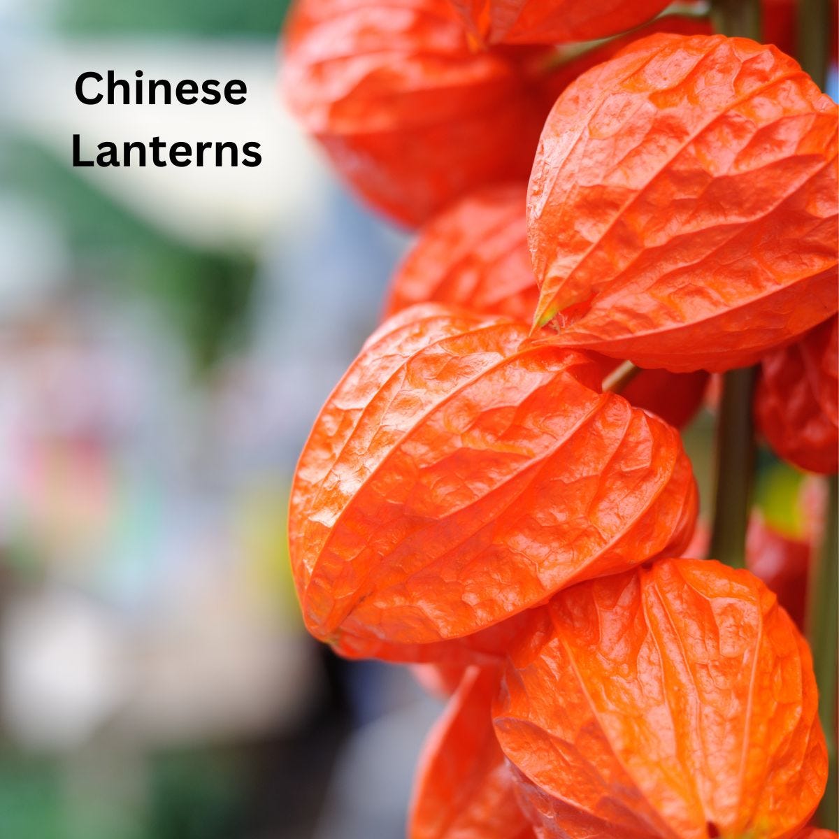 Chinese Lanterns