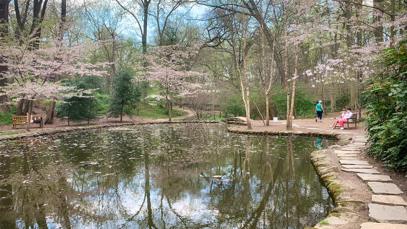 Picture shows the lily pond at Tregaron conservancy. The trees have few leaves and there are three people next to the large pond. Two are seated on a bench.