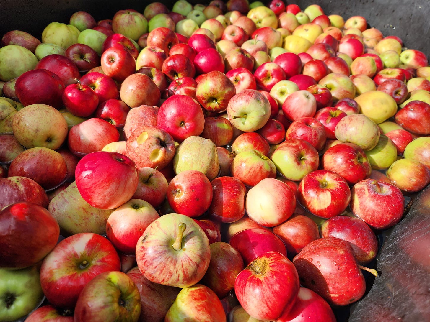 piles of red and red/green apples