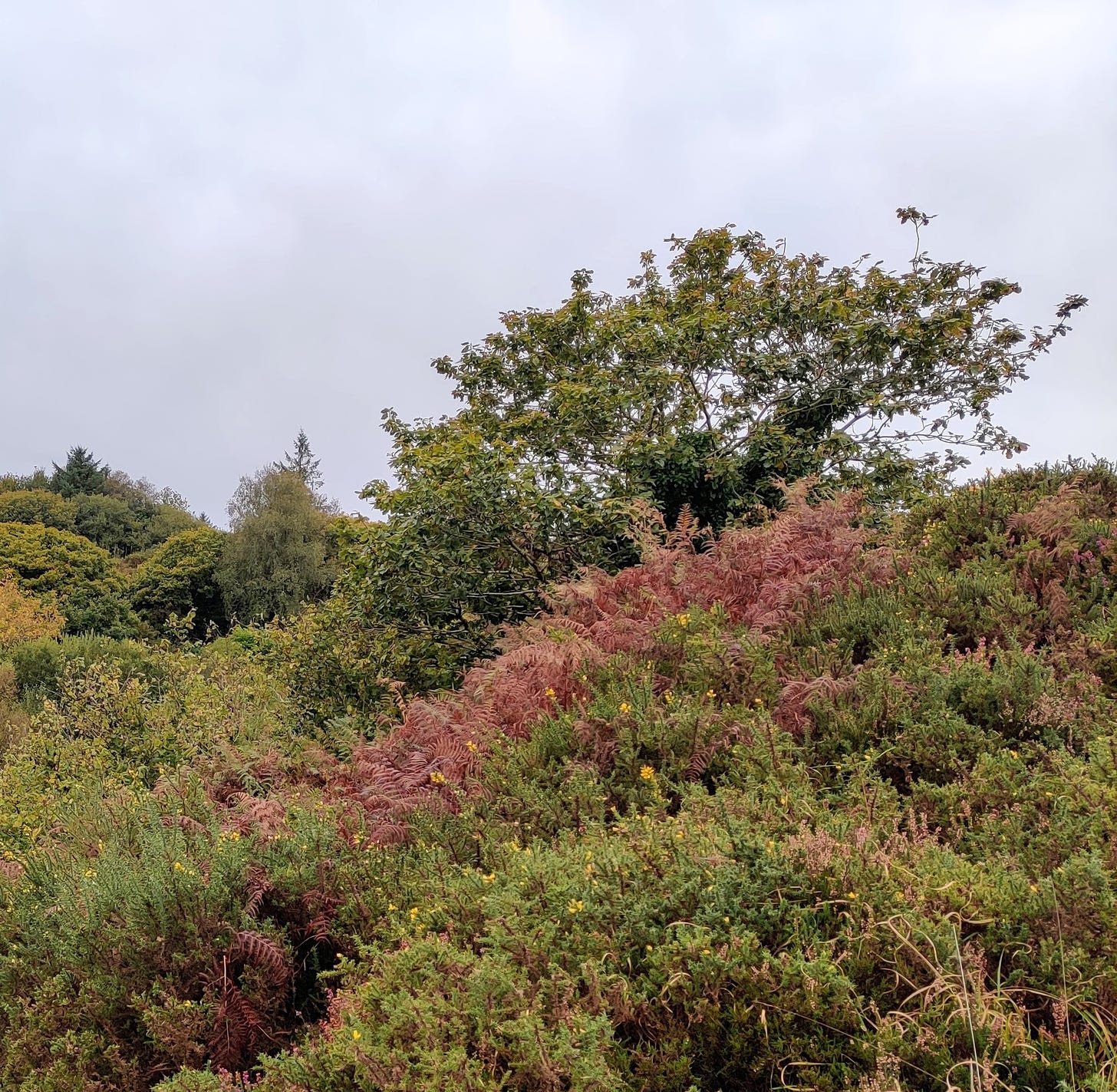 oak crown in leaf over the gorse covered outcrop