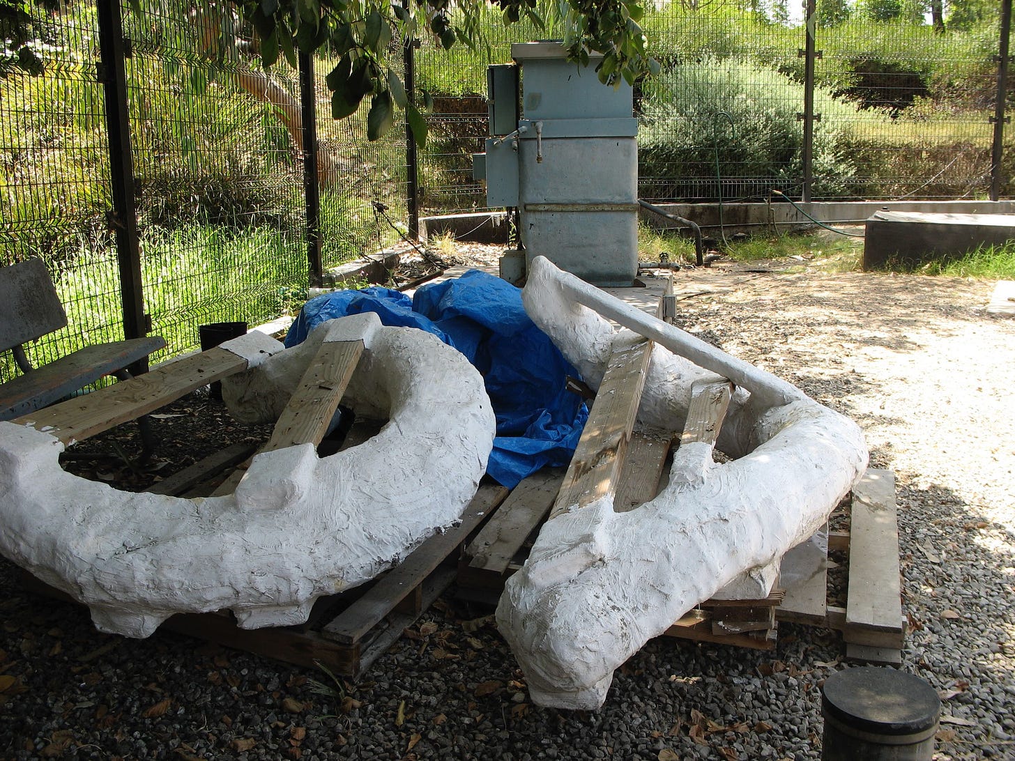 mammoth tusks secured in plaster lying outside behind a fence