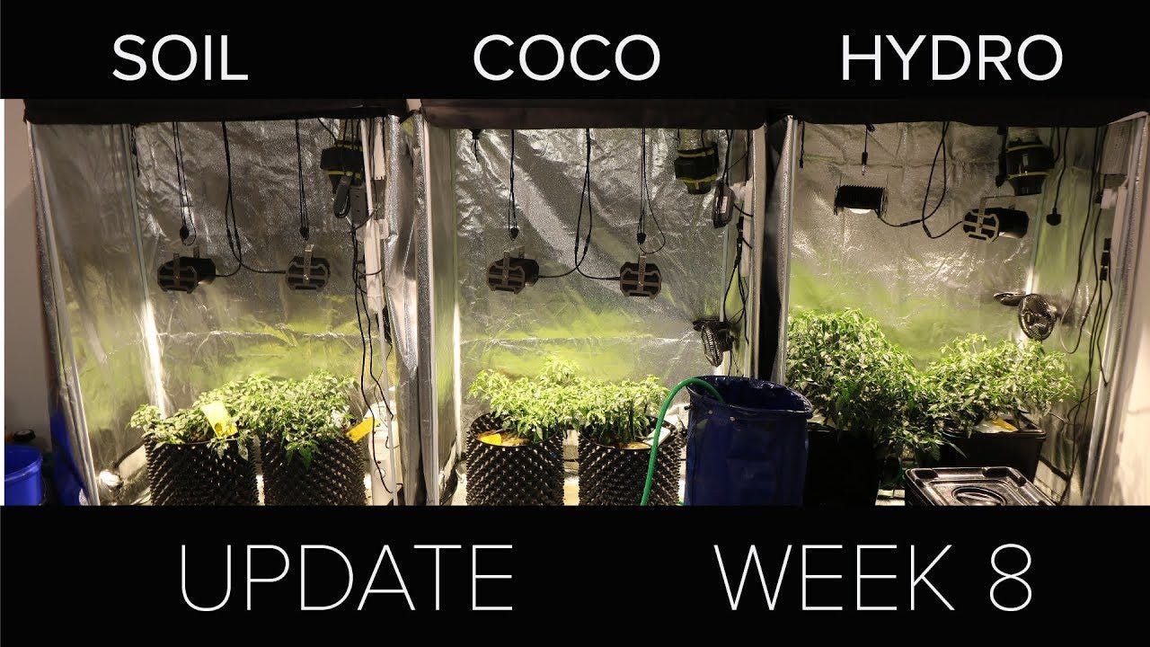 Soil vs coco vs hydro | Week 8 update - YouTube