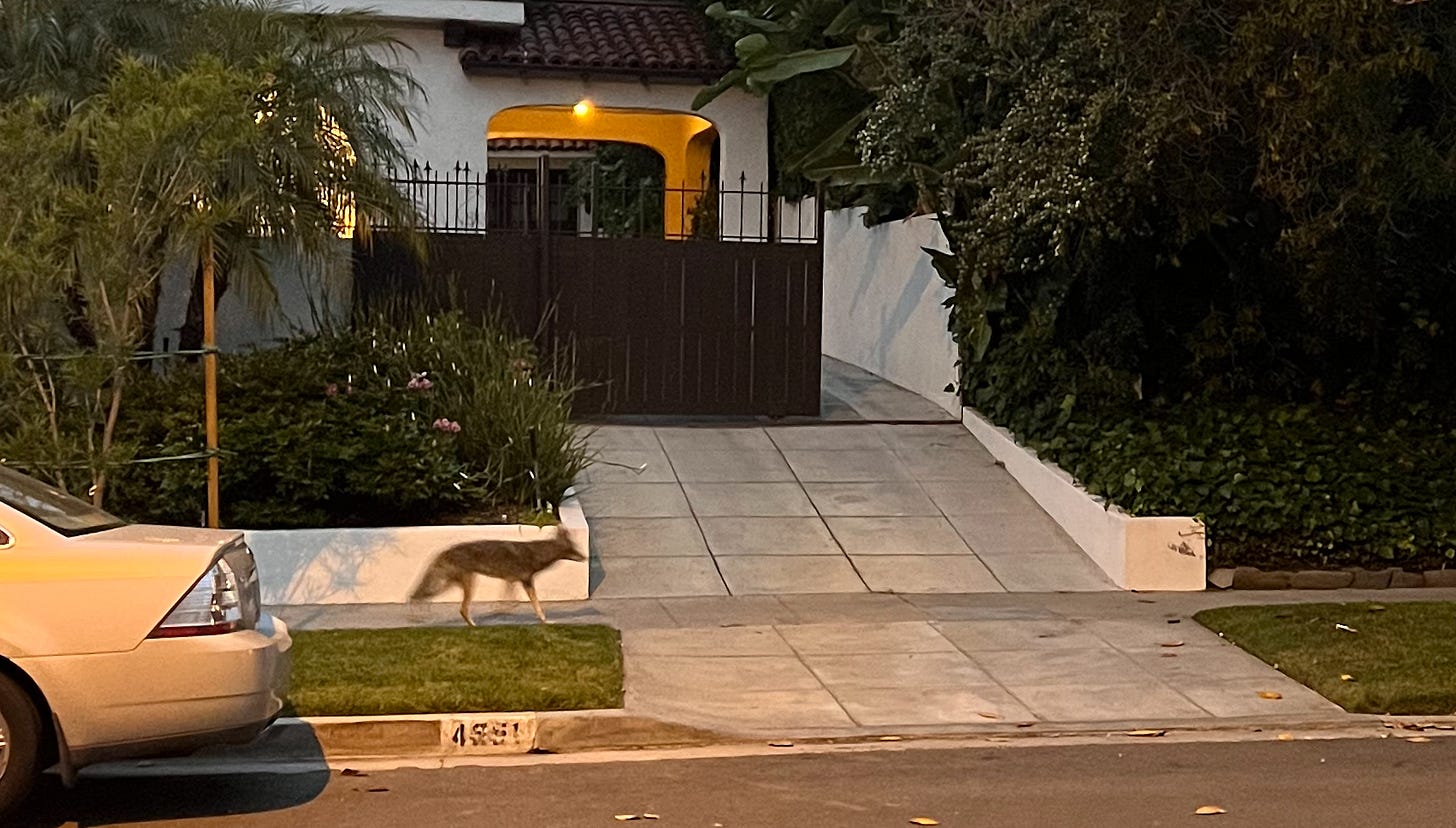 A coyote padding down the street
