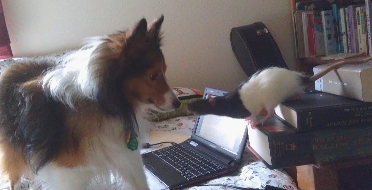 A sheltie dog and rat touch noses