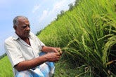 https://www.iaea.org/sites/default/files/styles/thumbnail_165x110/public/bangaladesh_rice_field.jpg?itok=qQ7W8-sS