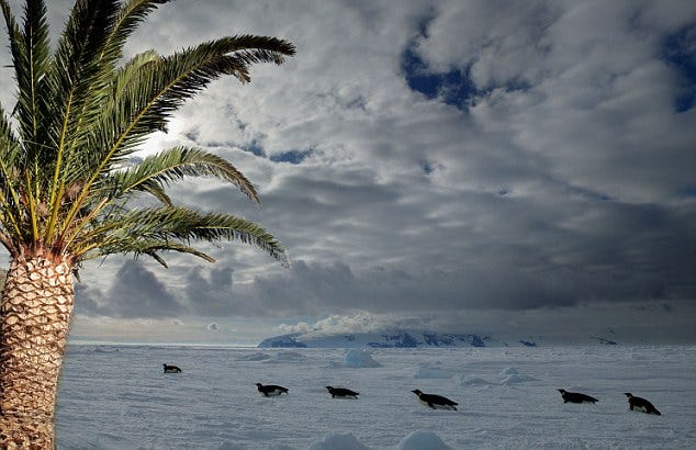 Penguins and palm trees: Researchers predict that global warming could see palm trees returned