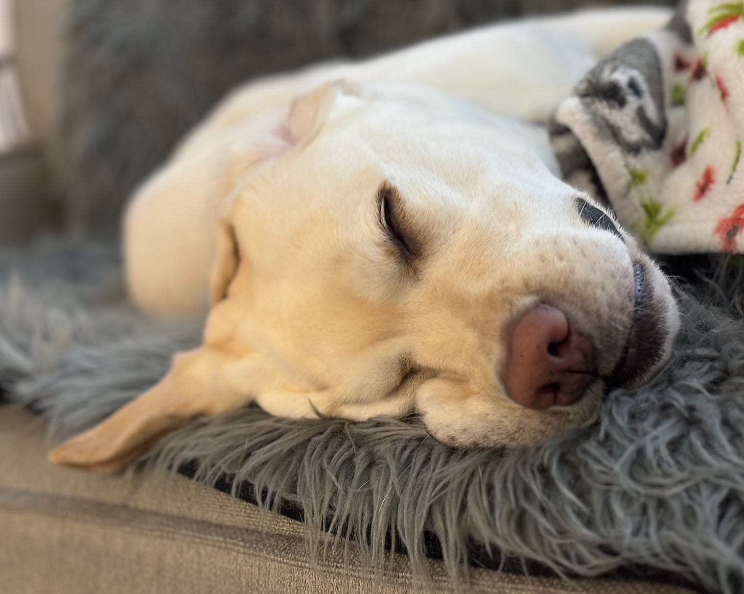 A yellow Labrador retriever sleeps on a gray couch with her ear and lip stretched out in a funny way. 