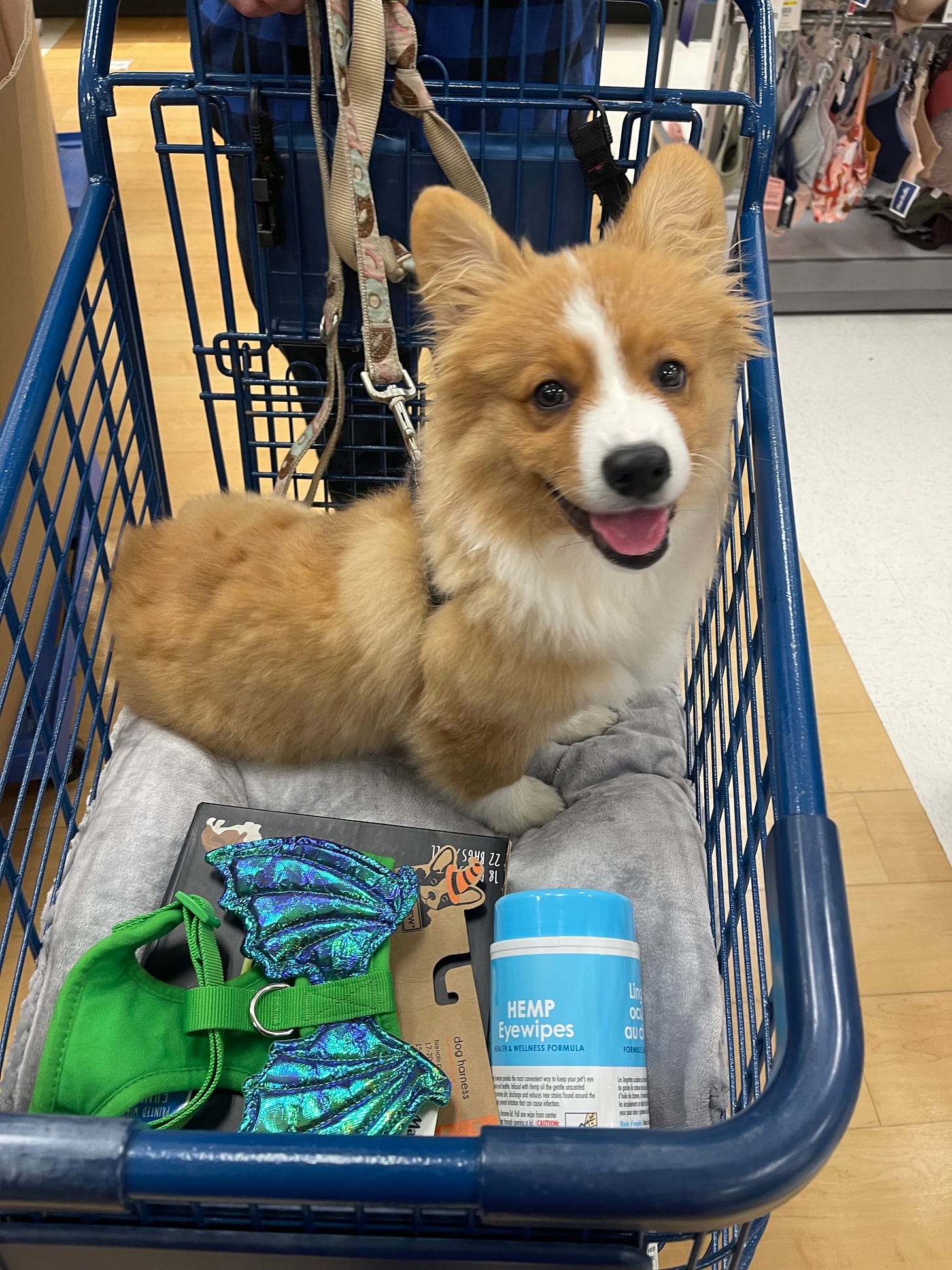 A small brown corgi puppy sits in a shopping cart with a dragon costume next to him. He is looking at the camera and is smiling. 