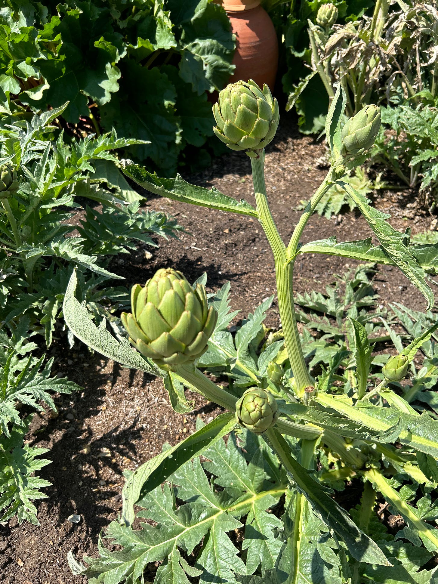 Artichokes growing in a vegetable plot