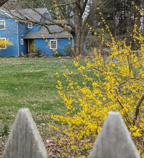 house with yellow flowering branches