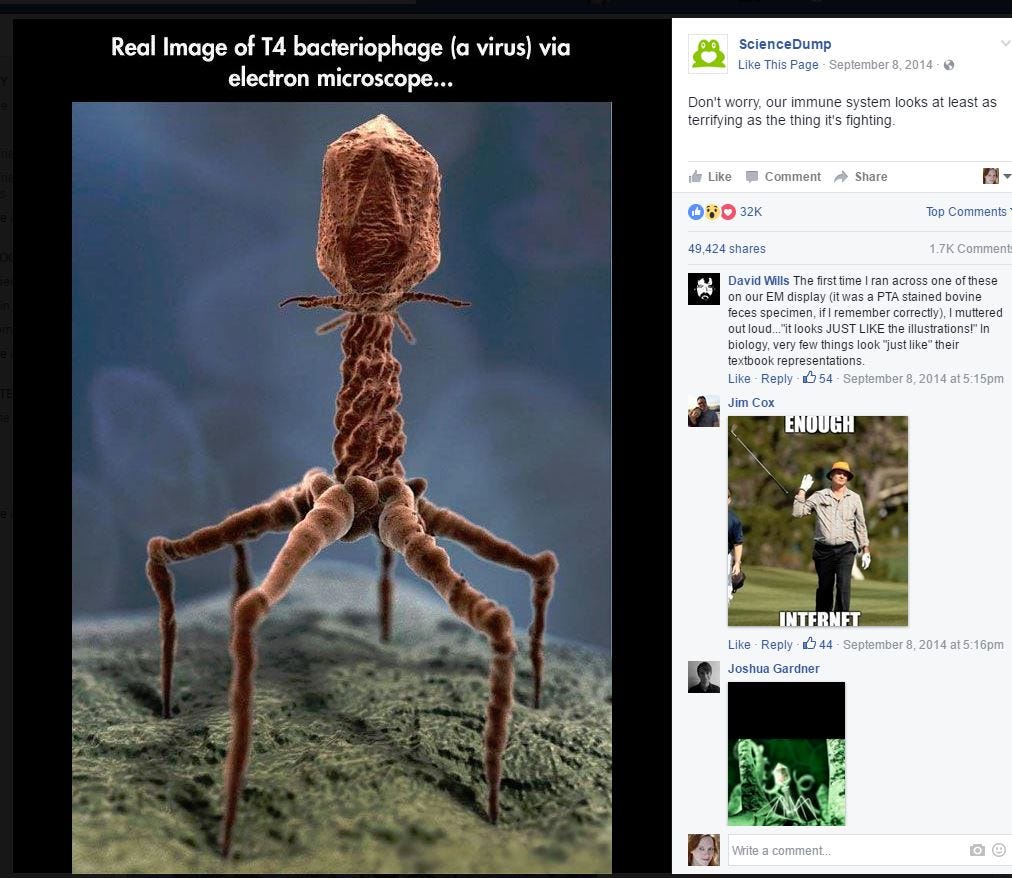 bacteriophage