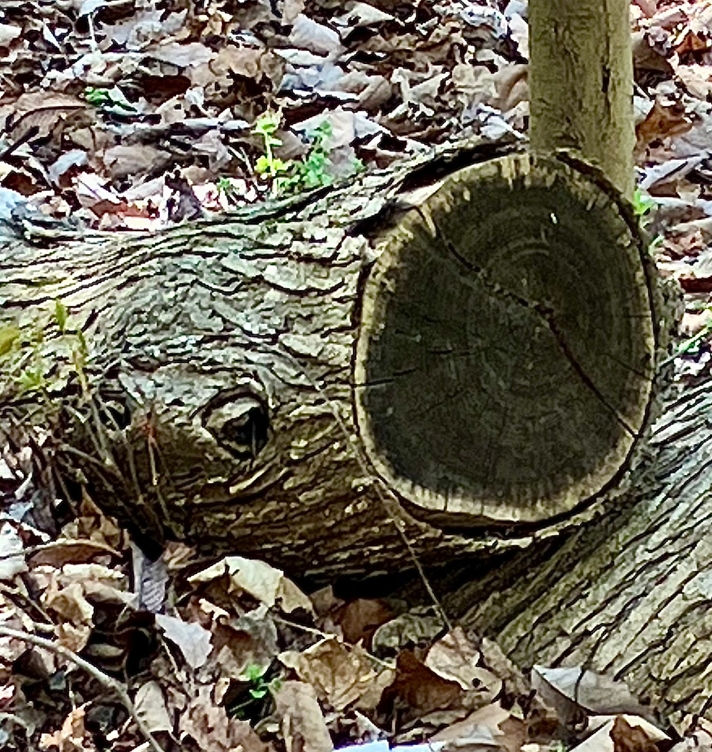 A big log in the woods that has been cut on one end. An indentation is the scaly looking bark looks like the eye of an alligator or hippo. A second indentation an inch or so to the left of that one, looks like another eye, like a toad peering out from the bark.