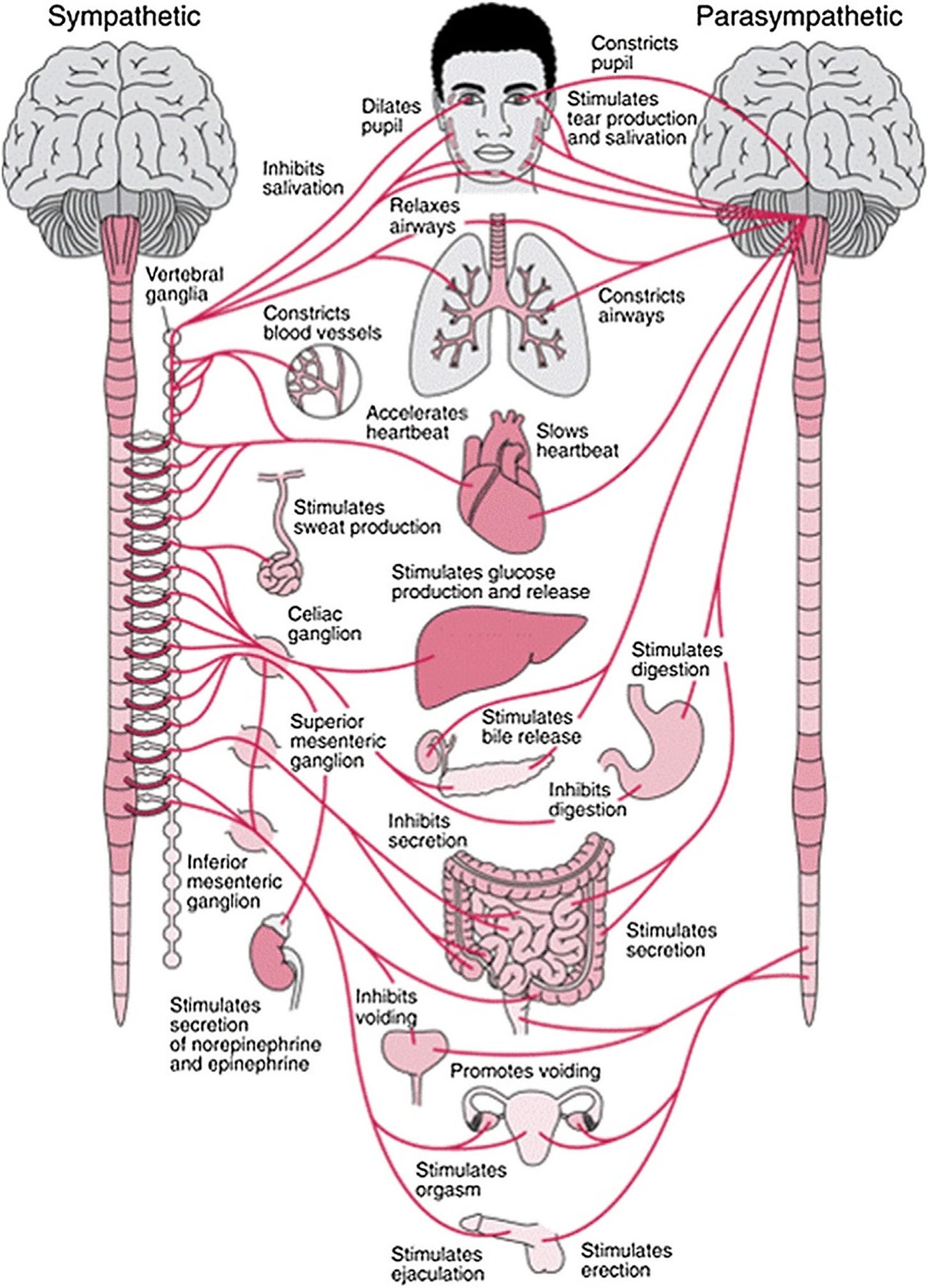Autonomic nervous system disorders causes, symptoms, diagnosis ...