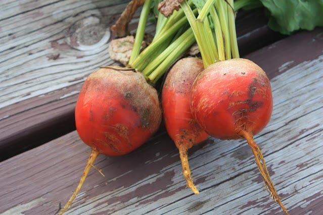 Golden beets at the Genuine Faux Farm