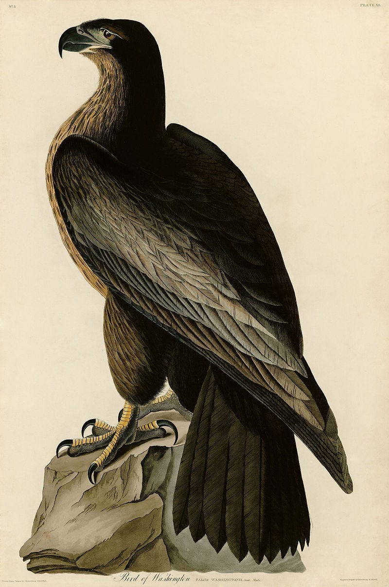 Audubon Plate illustrating the "Bird of Washington," which bears an uncanny similarity to a young bald eagle