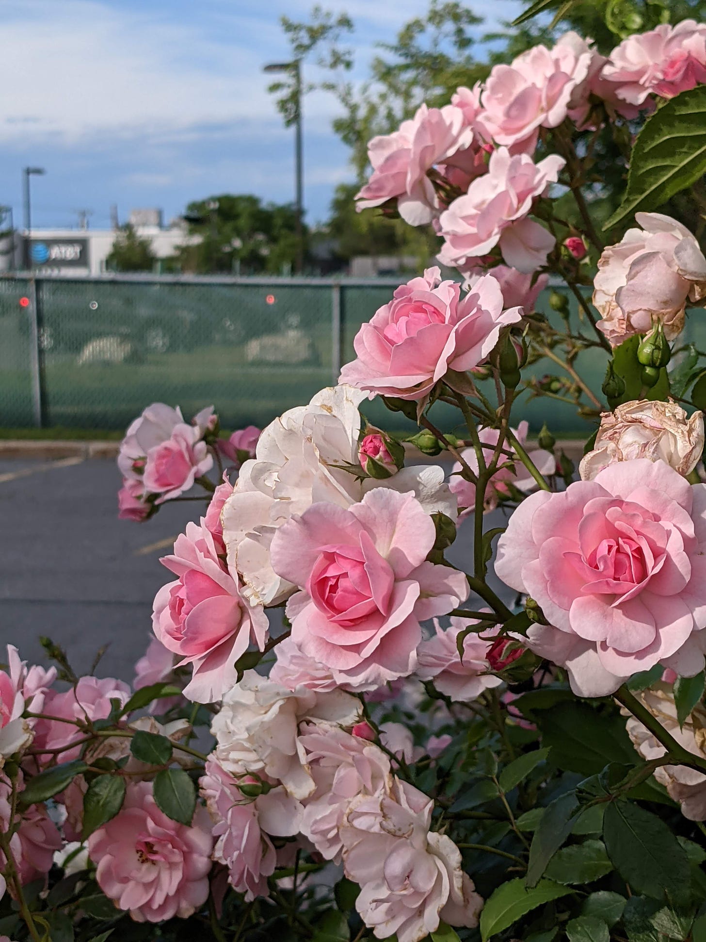 Many small, pink roses on a bush in a parking lot in Portland, Maine (US). Location not clear from visual.
