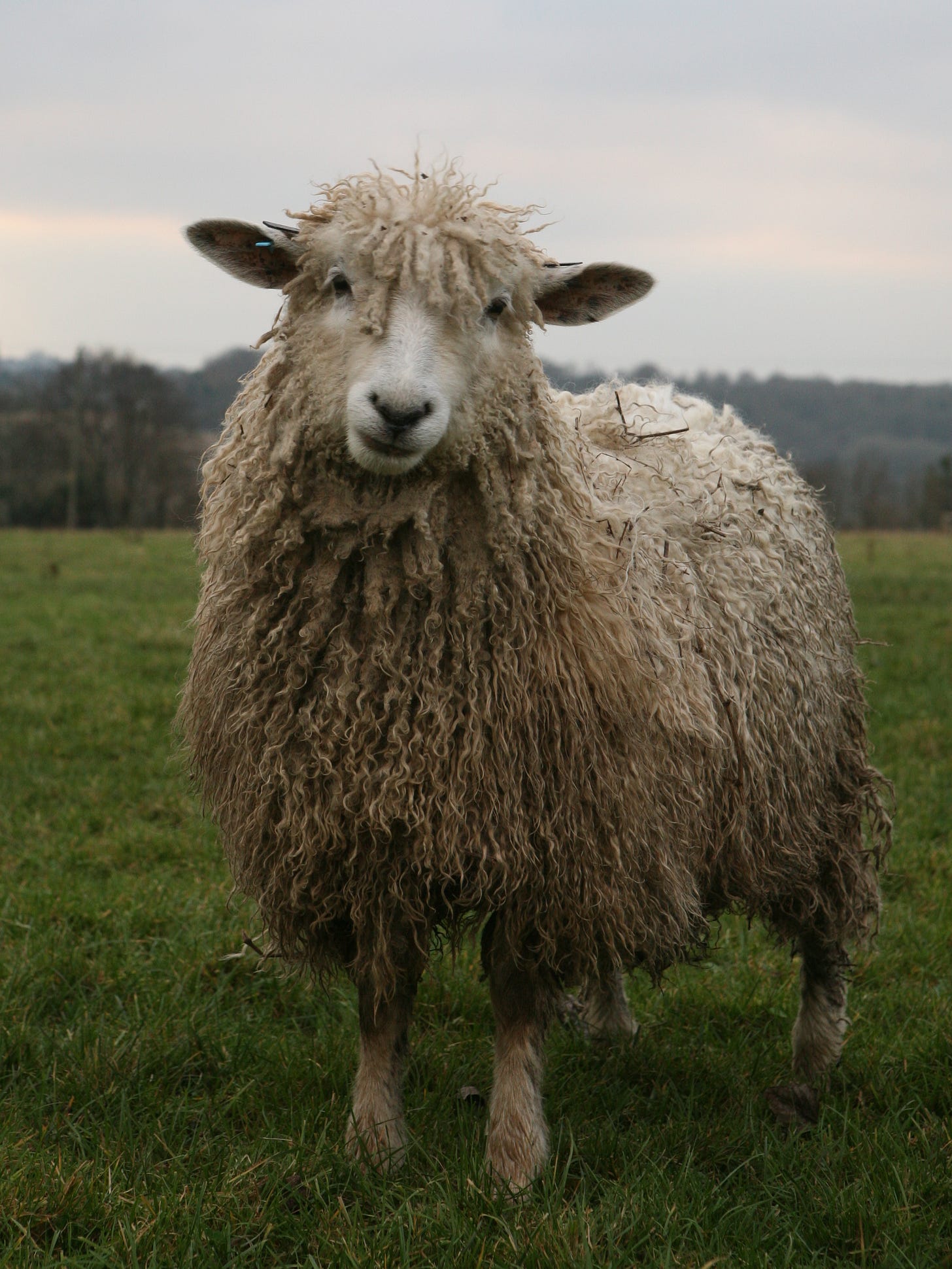 Cotswold sheep - Wikipedia