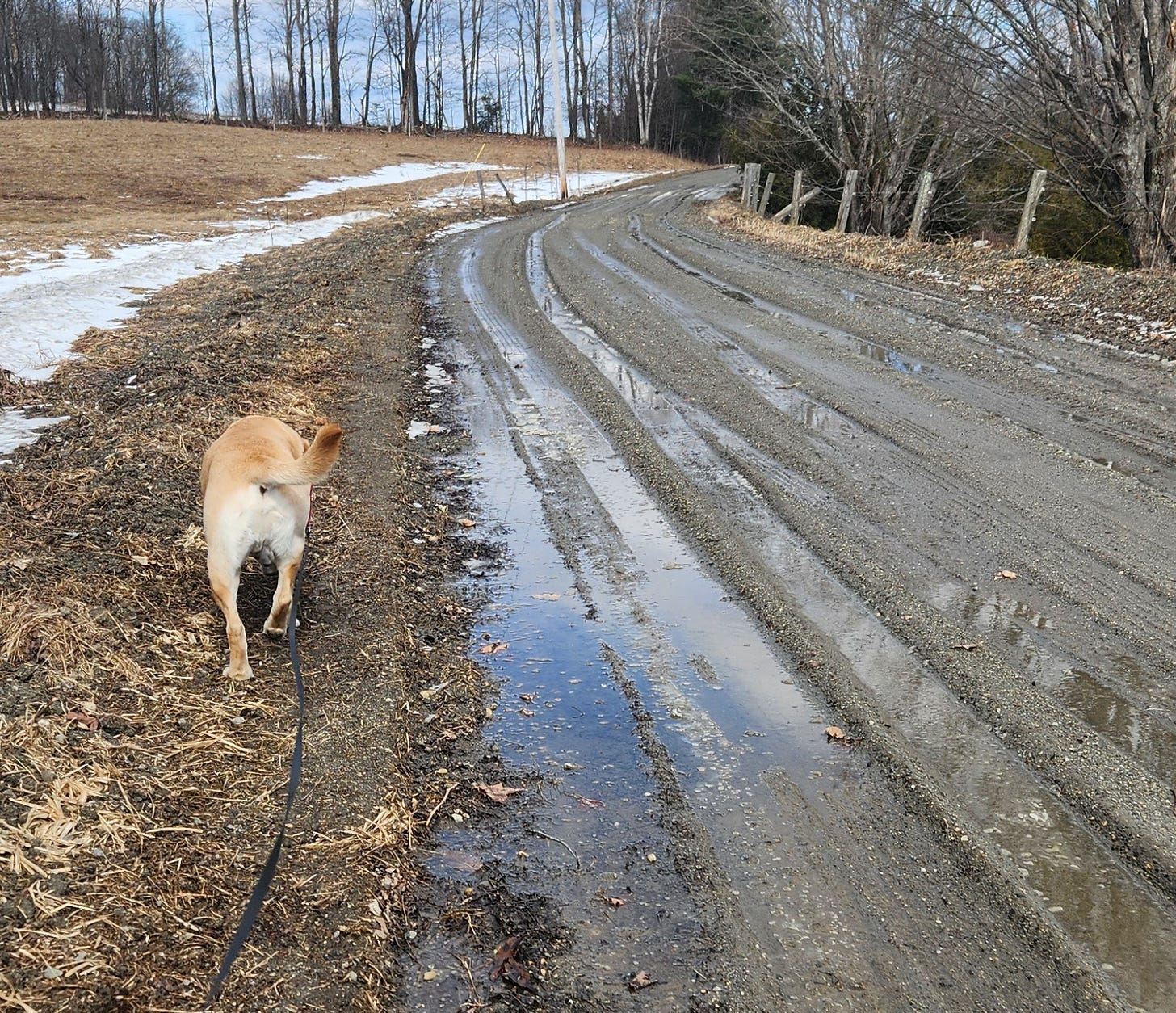 Muddy vermont road in mud season with yellow lab