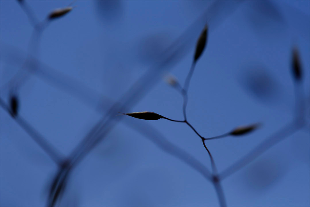 Grass seed silhouetted against a deep blue sky