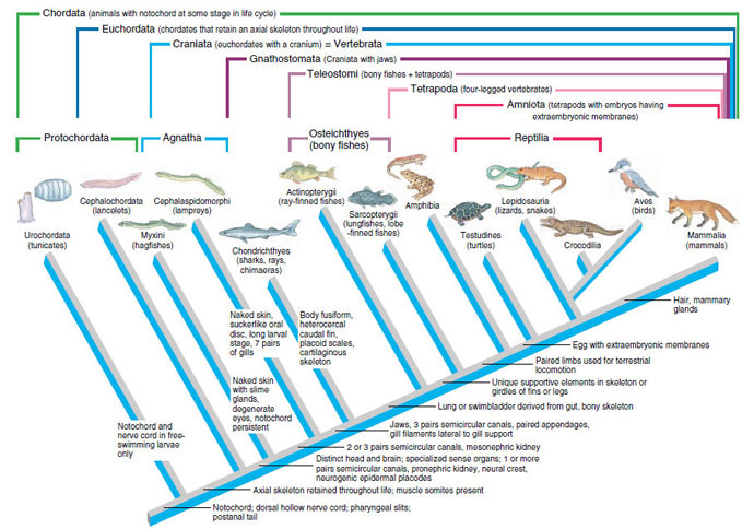 The Chordates | Chordates | The Diversity of Animal Life