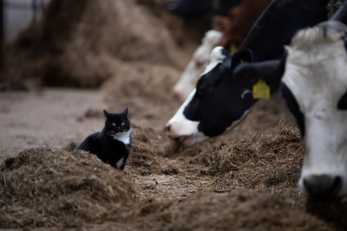 Cat's Sweet Friendship With Cows Is So Pure and Beautiful