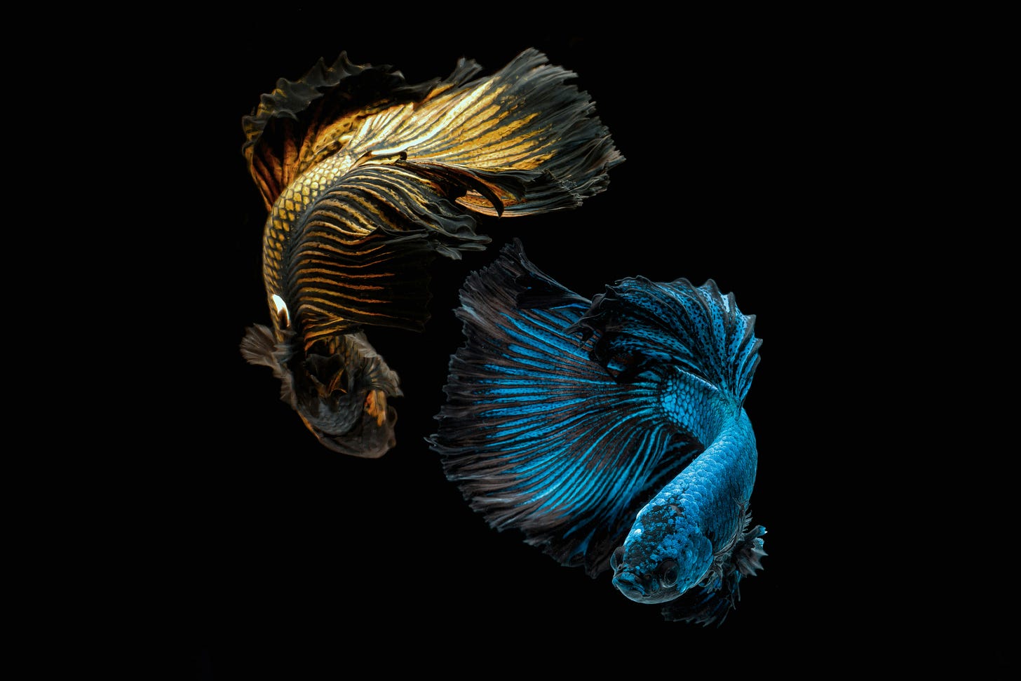 Two beta fish, one yellow and one blue, swim around each other over a black background.