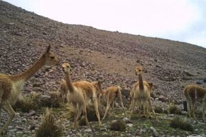 Vicuñas make communal dung piles, which can provide an environment for plants to grow.