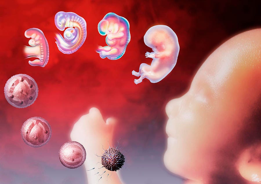Embryo Development Photograph by Hans-ulrich Osterwalder - Pixels