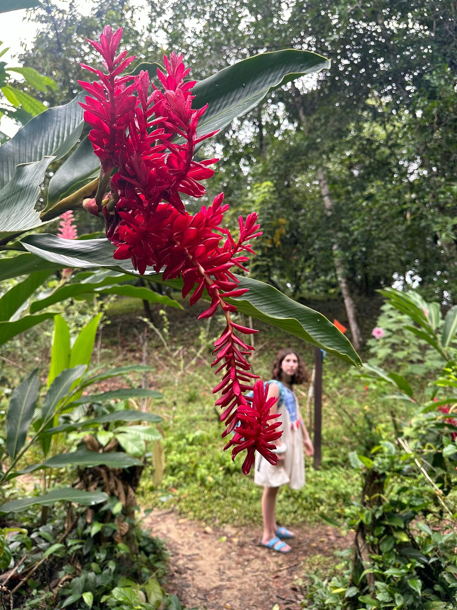 girl with short white dress and blue slippers in the jungle. A long ginger flower is in the foreground.