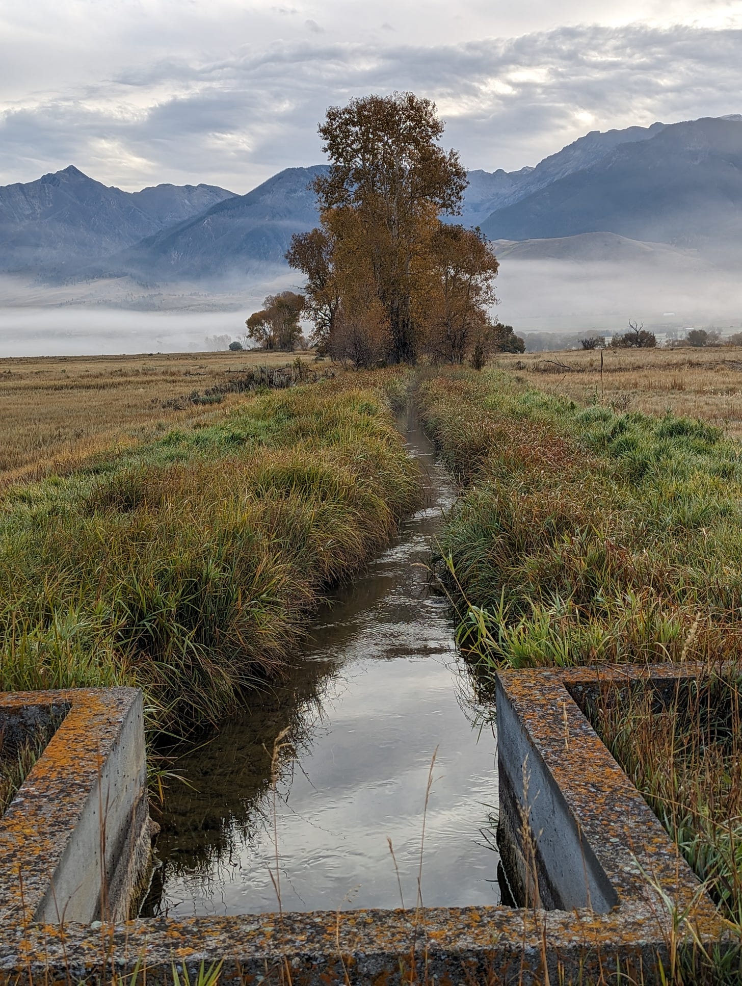 Irrigation ditch, cottonwoods mid distance, behind them a bank of mist, and the Absaroka front
