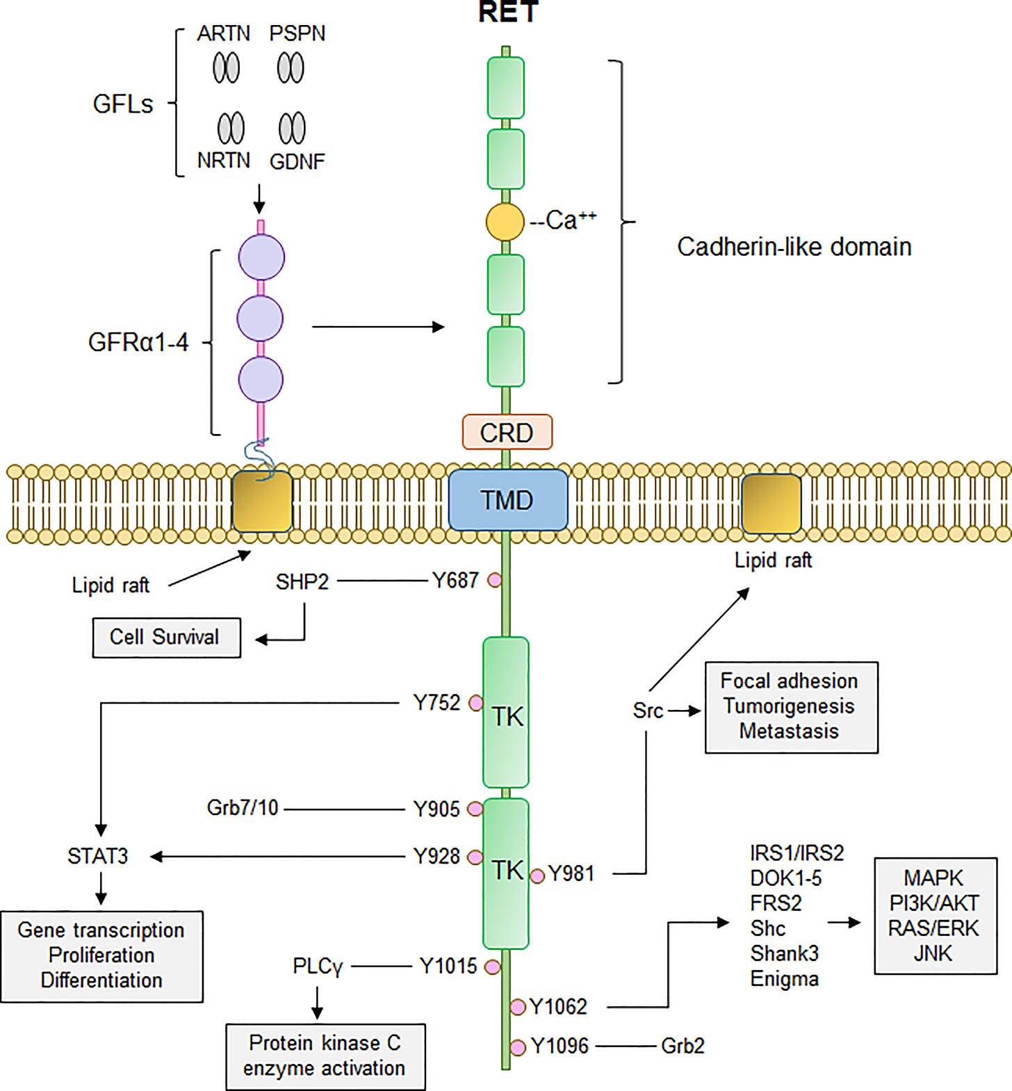 Frontiers | RET signaling pathway and RET inhibitors in human cancer