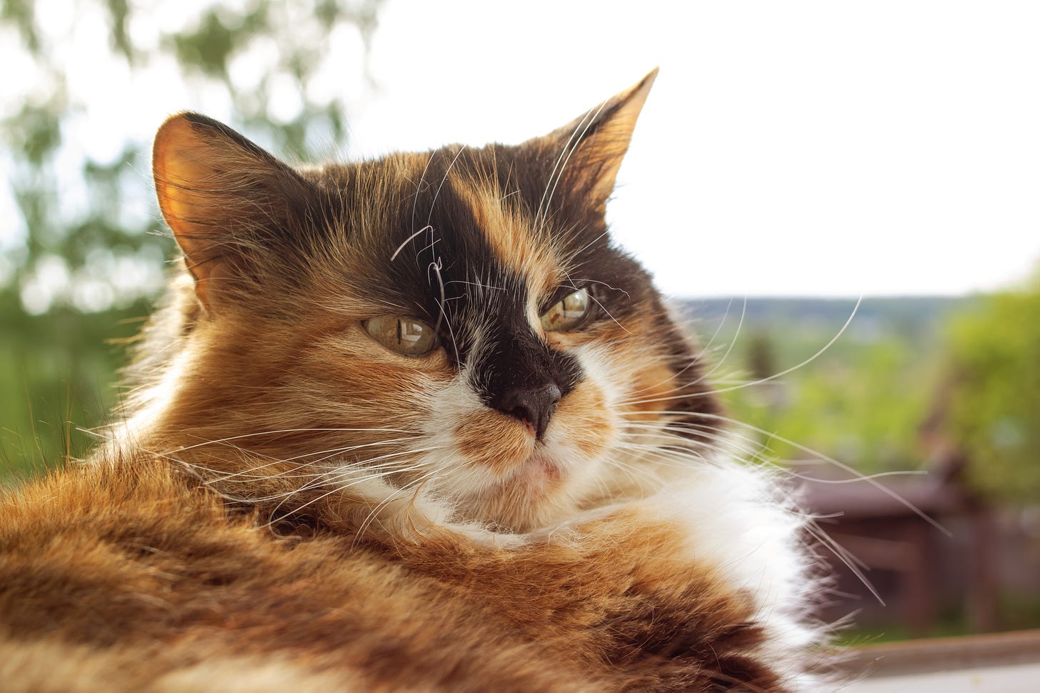 Beautiful photo of red, black, white longhaired calico cat's face in the sunshine