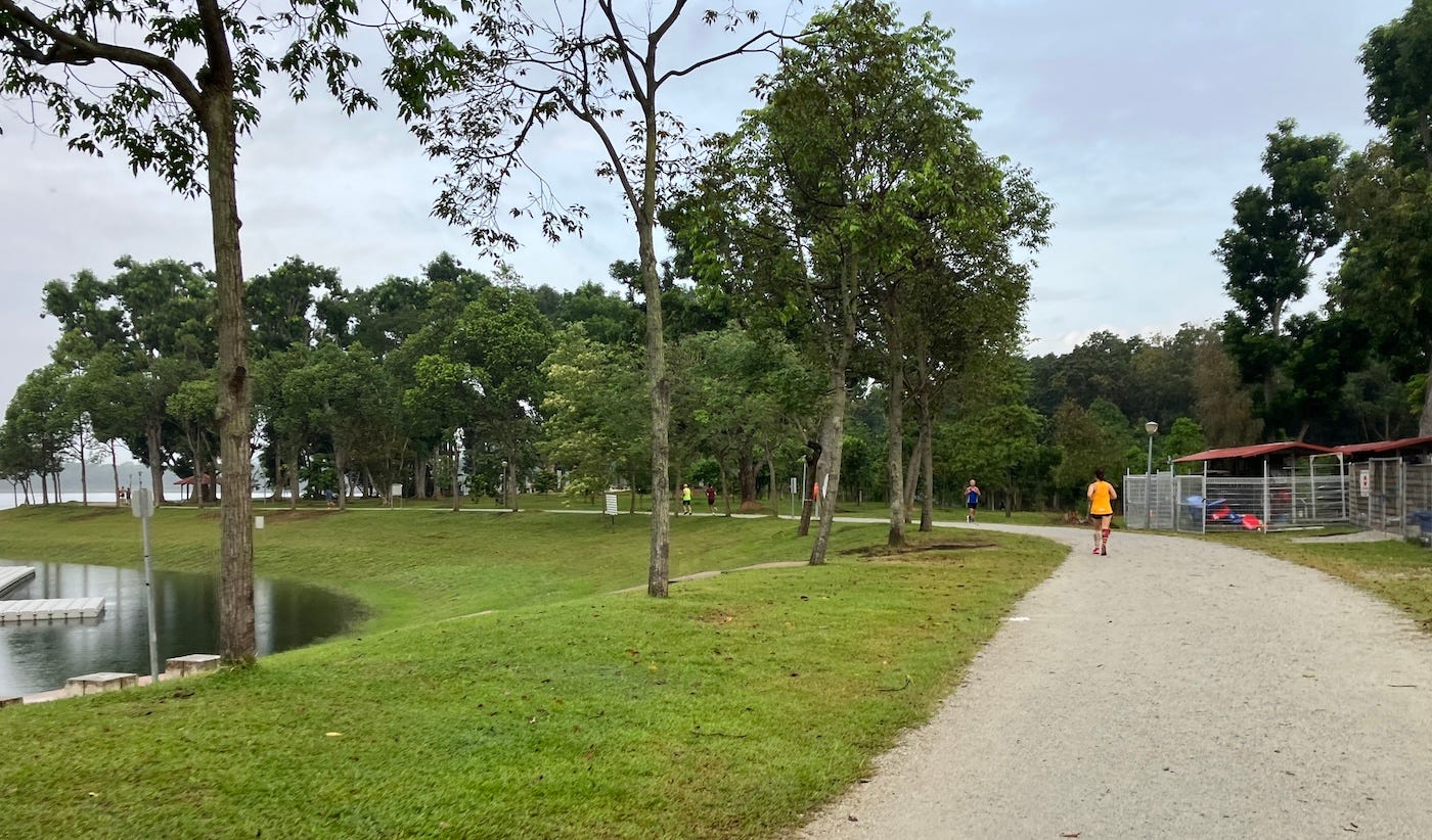 Following a runner on a wide gravelled path, passing short thin trees