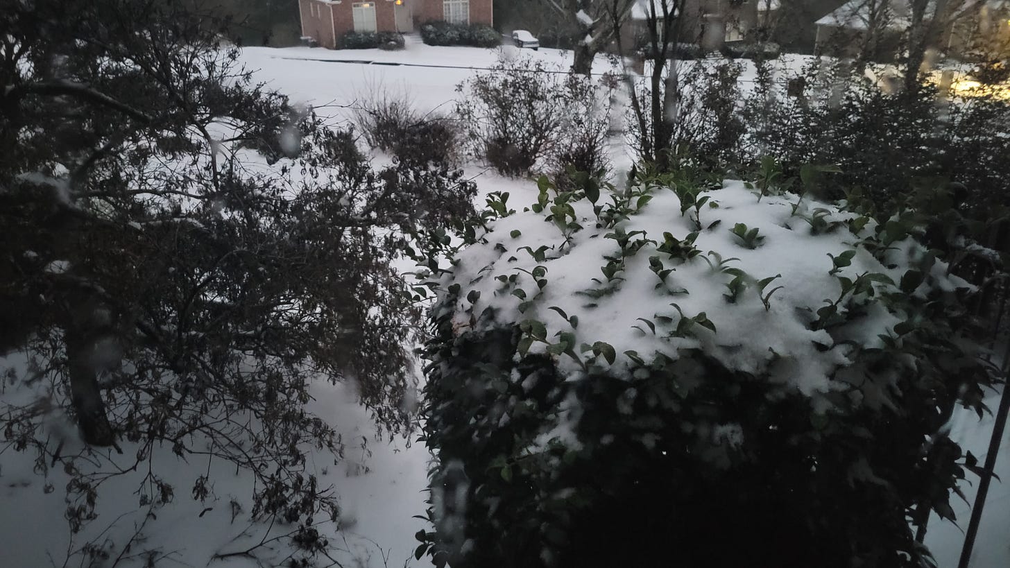 snow on green bush by home