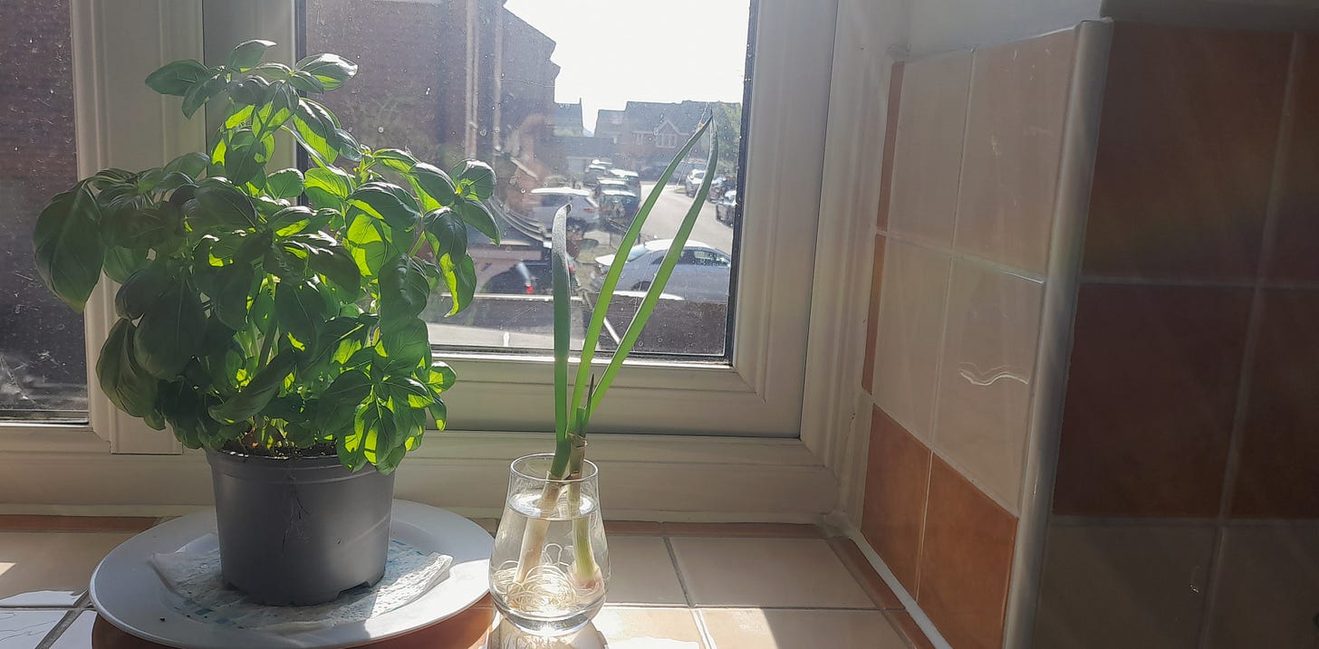 My basil plant and spring onions growing on the orange-tiled kitchen windowsill.