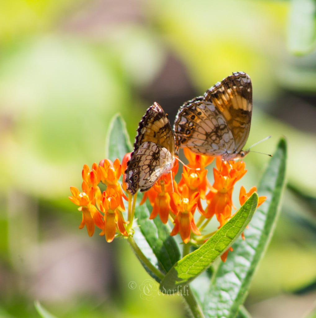 Three butterflies on Asclepias