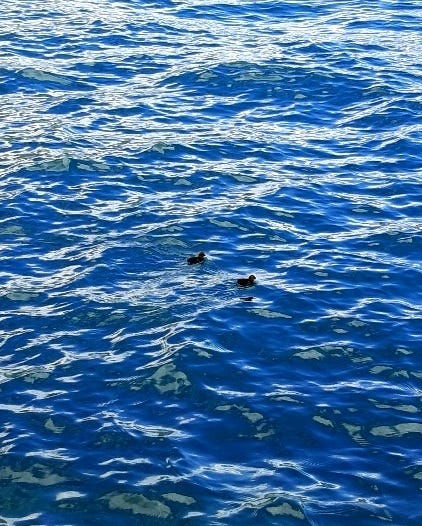 2 cute ducklings waiting for their mum floating on lake Garda